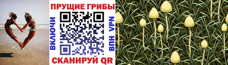 Галлюциногенные грибы ЛСД mega рабочий сайт нарко площадка формула Барнаул